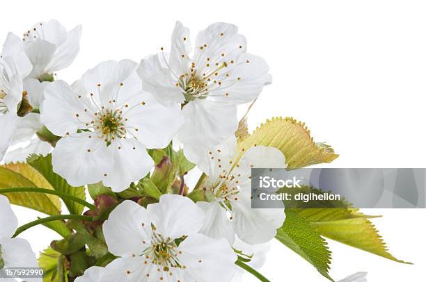 벚꽃 백색데테일 나뭇가지에 대한 스톡 사진 및 기타 이미지 - 나뭇가지, 벚나무, 0명