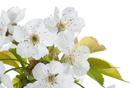 Studio shot of bungh of fresh white cherry flowers with green leaves isolated on white background.