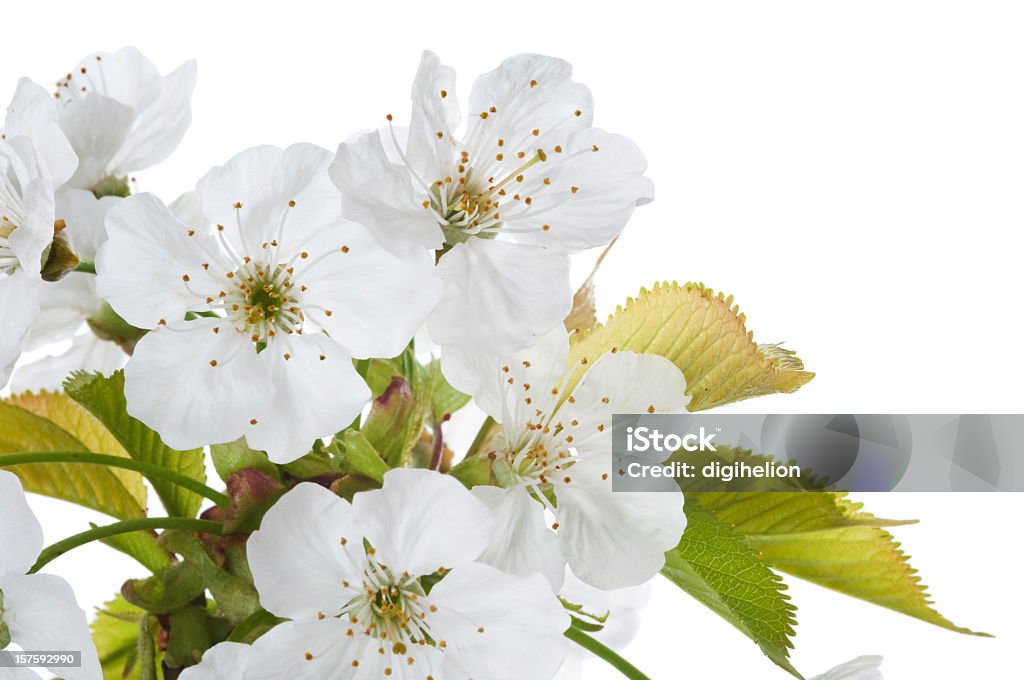 Flor de cerejeira em branco-detalhe - Foto de stock de Cerejeira - Árvore Frutífera royalty-free