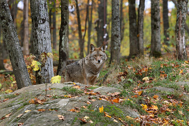 Coyote Standing in the Fall Trees stock photo