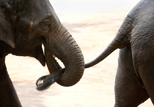 Two baby elephants walking together, one is holding the tail of the other with it's trunk. Shallow depth of field, slight motion blur.