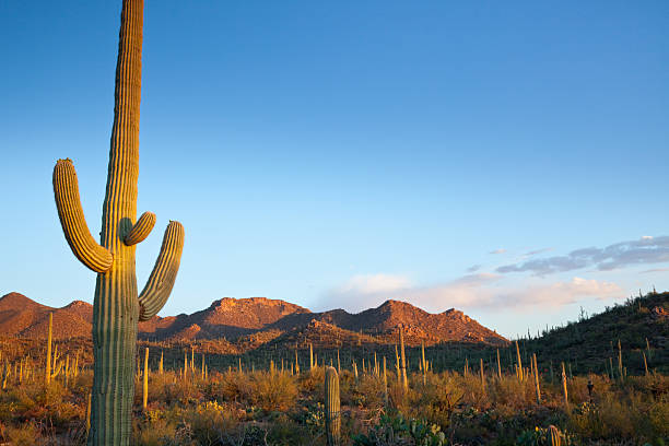 istock Desert landscape filled with cactuses in the sun 157593020