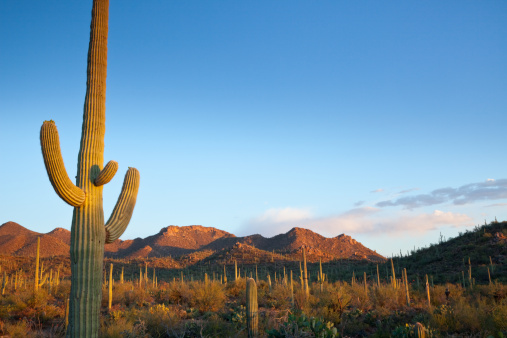 Saguaro cactus and Tucson Mountains  
