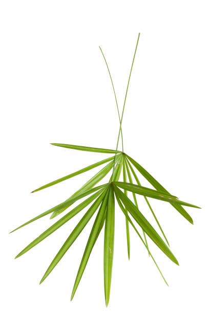 istock Two green bamboo leaf isolated on white with clipping path 157593058