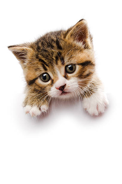 gattino sul segno bianco - kitten domestic cat isolated tabby foto e immagini stock