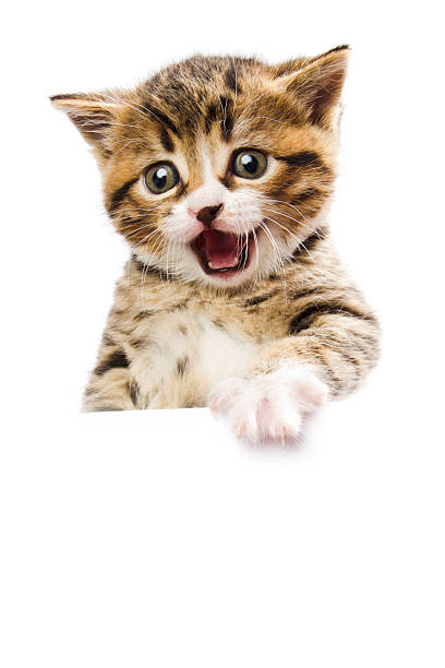 kitten the spokesman stock photo