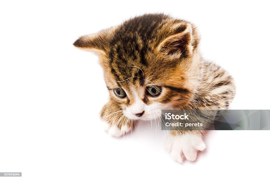 Kätzchen auf die weiße Karte - Lizenzfrei Hauskatze Stock-Foto