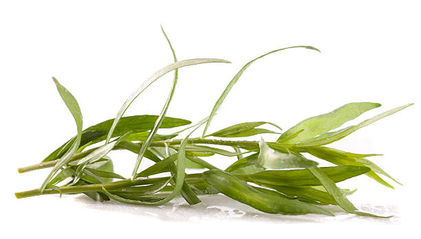 estragón (artemisia dracunculus) - tarragon herb spice freshness fotografías e imágenes de stock