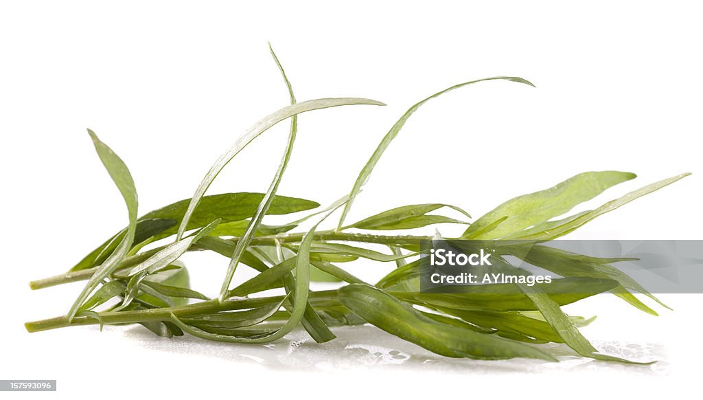 Estragon (Artemisia dracunculus) - Photo de Estragon libre de droits