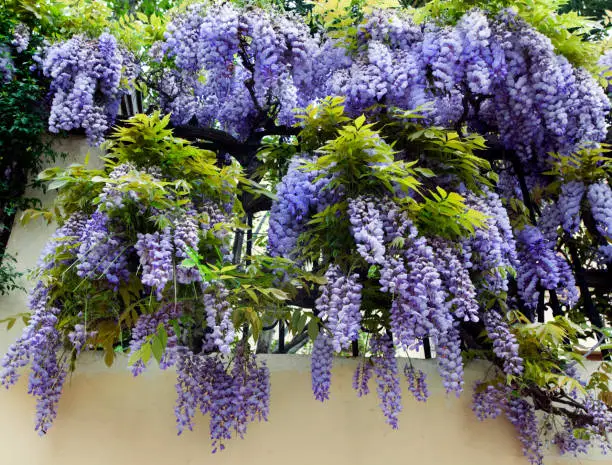 Wisteria in the Alhambra gardens, Granada, Spain in spring