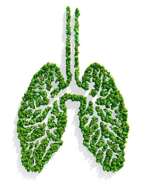 istock Lungs of the Planet 157593206