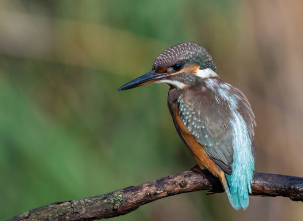 istock Common kingfisher, alcedo atthis. A young bird sits on a branch, waiting for prey 1575932231