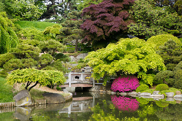 jardín japonés con estanque - jardín botánico fotografías e imágenes de stock