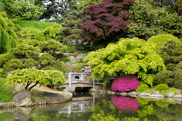 Tranquil secluded Japanese Garden with pond The Japanese Garden at Brooklyn's Botanical Garden in New York. botanical garden photos stock pictures, royalty-free photos & images