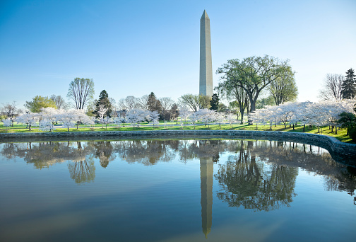 Cherry blossoms bloom around the Washington Monument in Washington, DC.