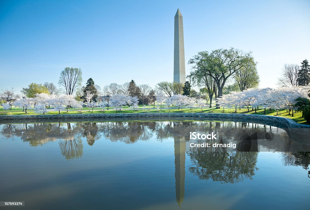 Waszyngton Pomnik i wiśni kwiaty odzwierciedlające w Tidal Basin - Zbiór zdjęć royalty-free (Pomnik Waszyngtona)