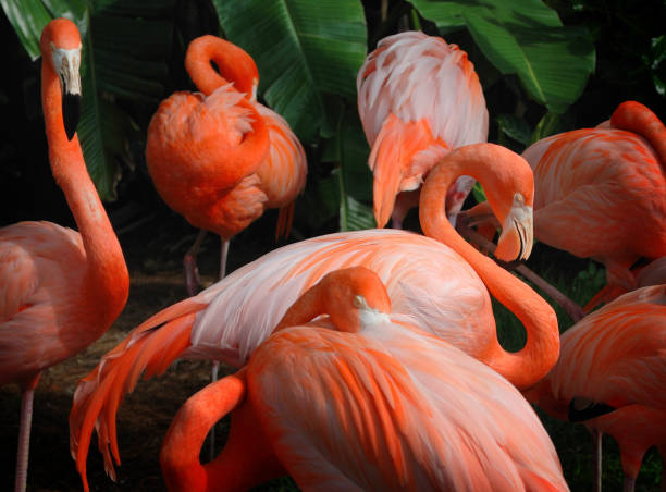 1,000+ Sleeping Flamingo Stock Photos, Pictures & Royalty-Free