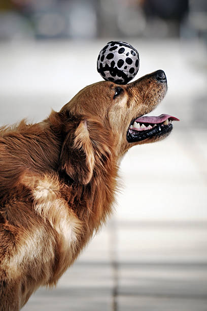 Golden Retriever Dog Heading the Ball - XLarge  animal tricks stock pictures, royalty-free photos & images