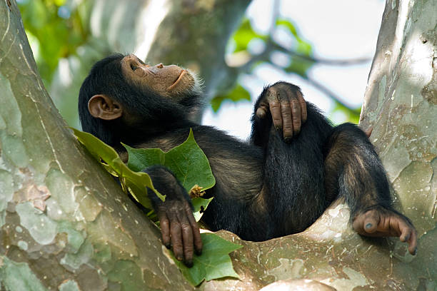 Young chimpanzee relaxing in a tree, wildlife shot, Gombe/Tanzania A young "Chimp" (Common Chimpanzee, Pan troglodytes) is relaxing in a tree. SHOT IN WILDLIFE in Gombe Stream National Park in Tanzania.  chimpanzee stock pictures, royalty-free photos & images