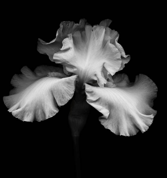 istock Bearded Iris- XXXL 157594067