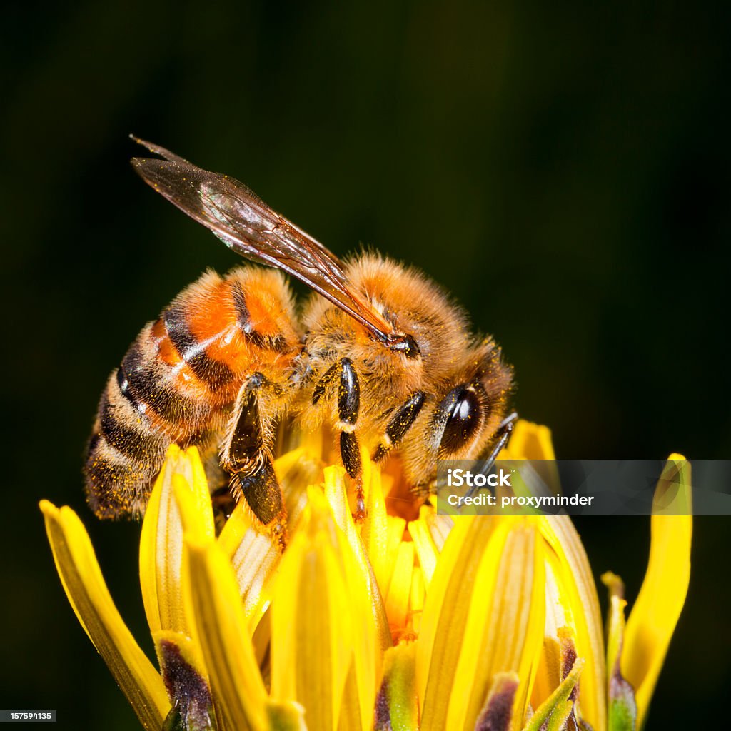 Honigbiene auf Löwenzahn - Lizenzfrei Bestäubung Stock-Foto