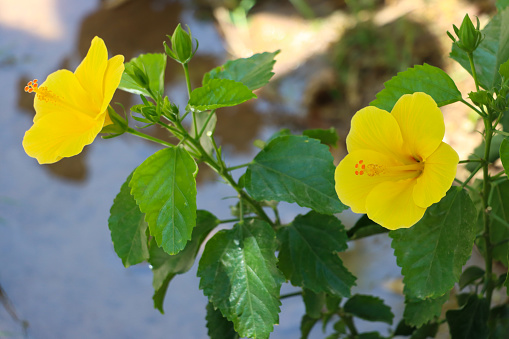 Stock photo showing close-up view of yellow hibiscus flowers on shrub with blurred leaves gardening background. This pretty yellow blooming plant is a member of the Mallow family.
