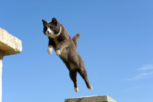 Front view of domestic cut jumping against blue clear sky