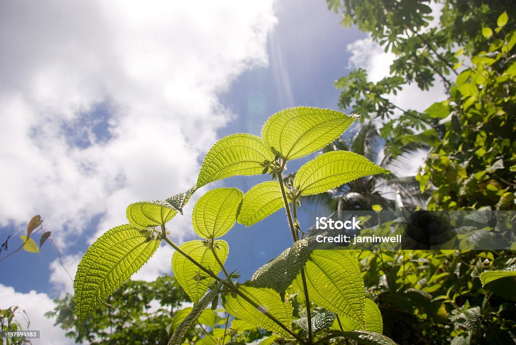 Natureza cênica dossel da selva e céu - Foto de stock de Região Amazônica royalty-free