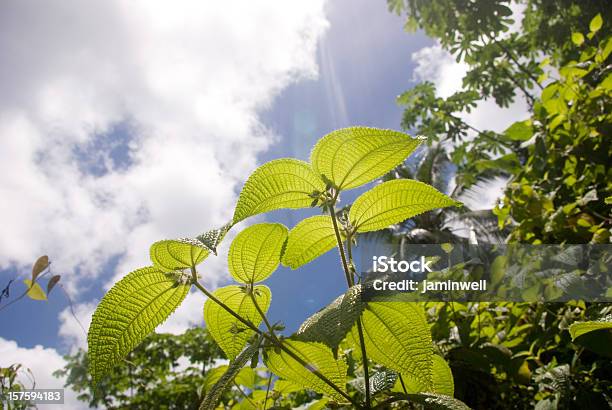Foto de Natureza Cênica Dossel Da Selva E Céu e mais fotos de stock de Região Amazônica - Região Amazônica, Floresta amazônica, Erva
