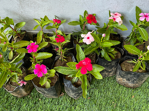 Stock photo showing elevated view of lawn with row of black plastic wrapped Sadabahar / Madagascar periwinkle plants.