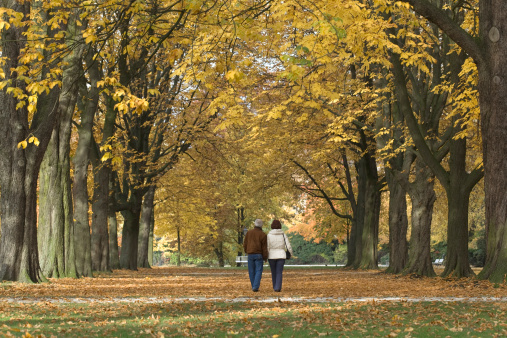 Rear view of loving senior couple walking in park under tree canopy in autumn.