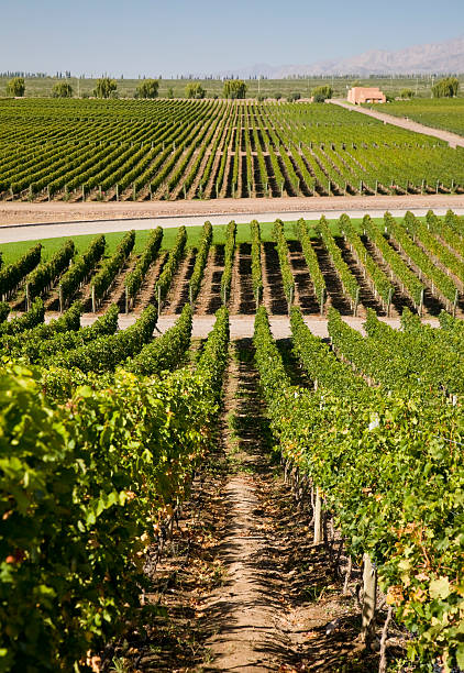 istock Vineyards in Mendoza 157594278