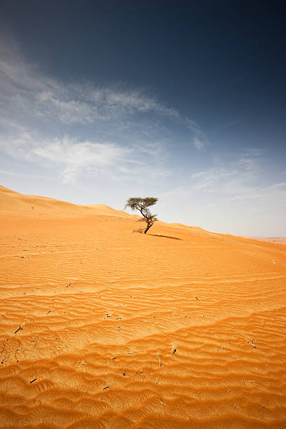 istock Desert Tree Wahiba Sands Sultanate of Oman 157594365