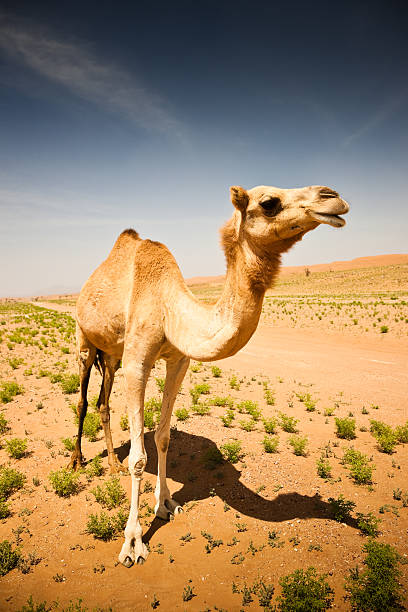 young arabian man with his camels
