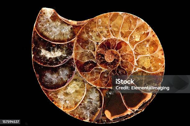 Natural History Prähistorische Fossilisierten Nautilus Sea Shell Isoliert Auf Schwarz Stockfoto und mehr Bilder von Fossil