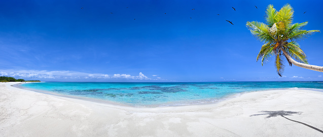 Paradisaical tropical white sand beach with coconut trees and tropical birds in flight. Panoramic view of relaxing, travel and leisure related images for vacations in the Caribbean. Image taken at Morrocoy National Park, Venezuela. Morrocoy is a coastline and a group of small islands and cays located at Falcon State in Venezuela. A very popular destination for leisure, diving, kite surfing and all kind of water activities. Morrocoy and the beauty of the turquoise coastal beaches of Venezuela are almost indistinguishable from those of the Bahamas, Fiji, Bora Bora, French Polynesia, Malau, Hawaii, Cancun, Costa Rica, Florida, Maldives, Cuba, Puerto Rico, Honduras, or other tropical areas.