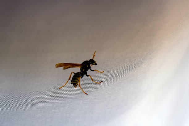 istock dangerous guest in the house 1575947892