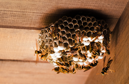 hornet's nest under a wooden canopy