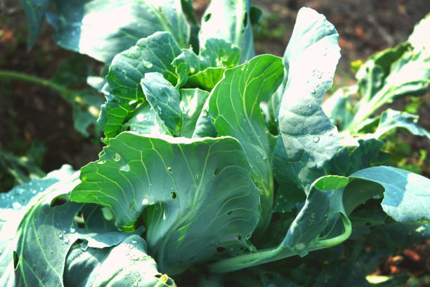 istock White cabbage growing in garden, top view. A patch of cabbage overgrown with weeds, ready for weeding. 1575955949
