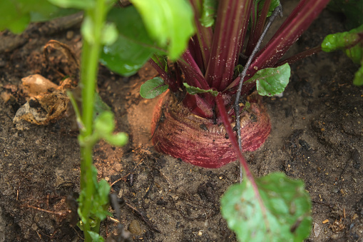 Purple beetroot in the vegetable garden on the garden bed. Beet tops. Beet leaves in the garden. Ecology. Organic vegetables.