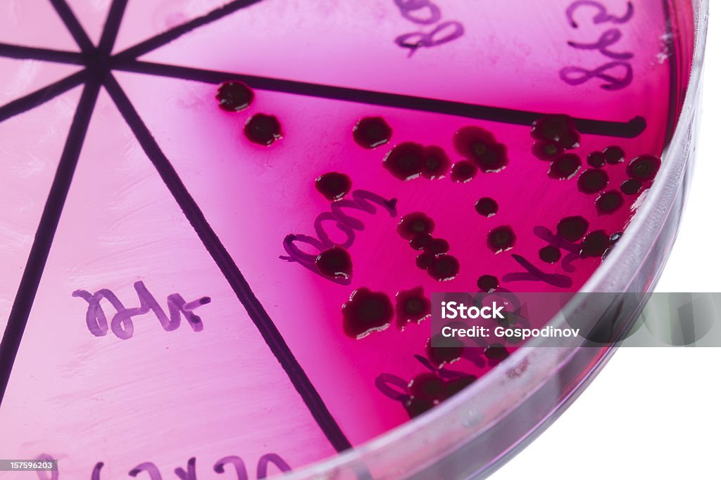 Bactérias no Disco de petri - Royalty-free Analisar Foto de stock