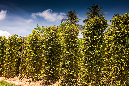 Pepper plantation on the island of Phu Quoc, Vietnam, Asia