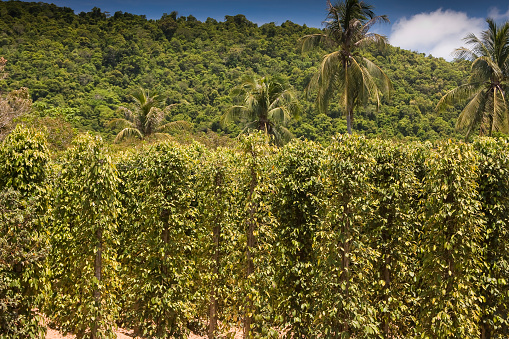 Pepper plantation on the island of Phu Quoc, Vietnam, Asia