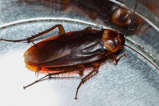 갈색 바퀴벌레 - cockroach hissing ugliness insect 뉴스 사진 이미지