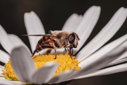 Exquisite Macro Shot of a Bee on a Vibrant Flower. Macro photography