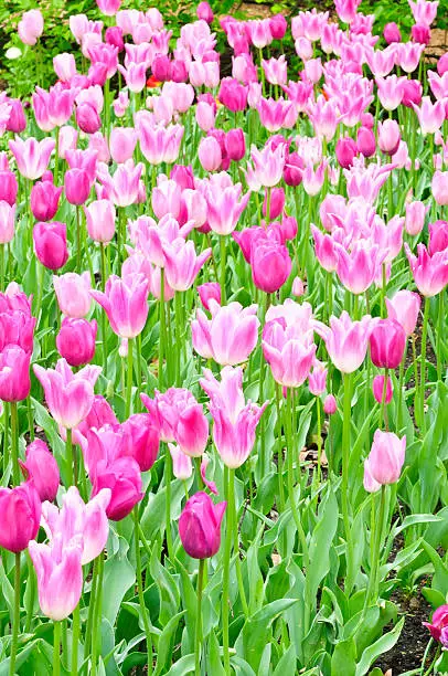 Photo of Pink and white tulips in spring bed