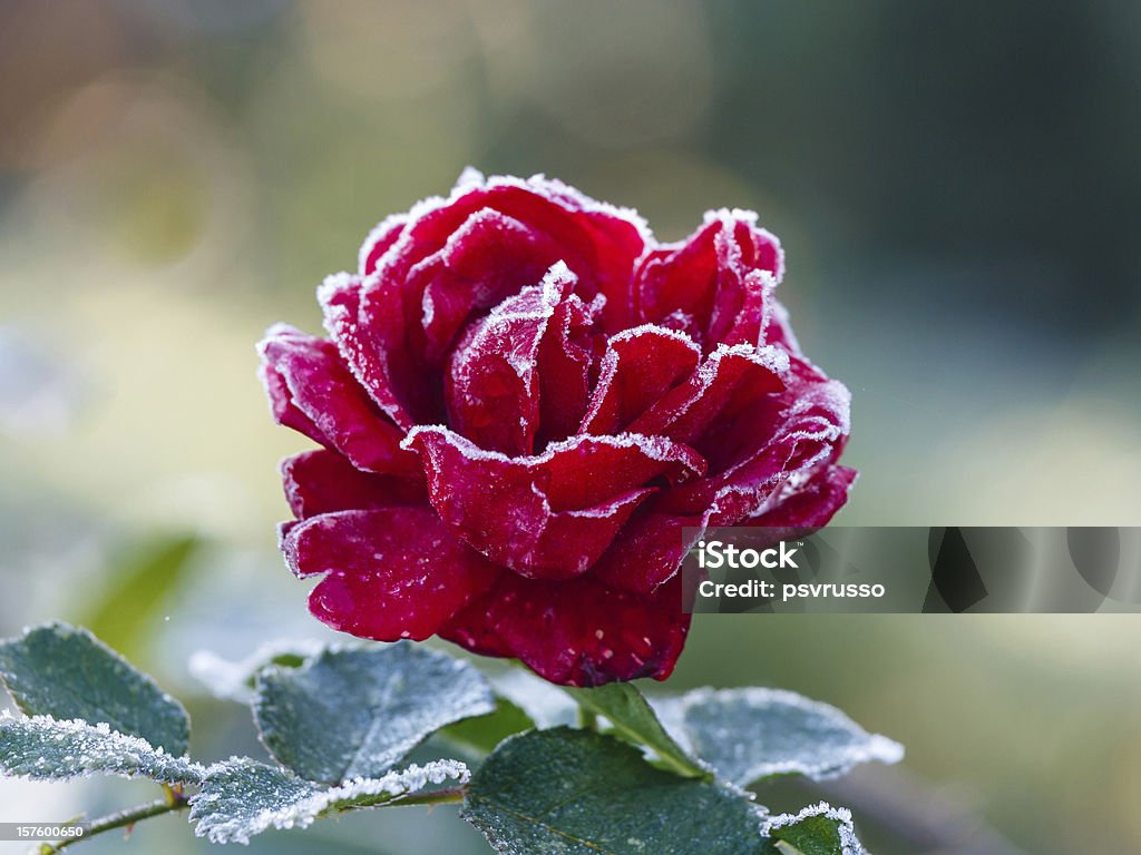 Rose avec de hoarfrost - Photo de Glacé libre de droits