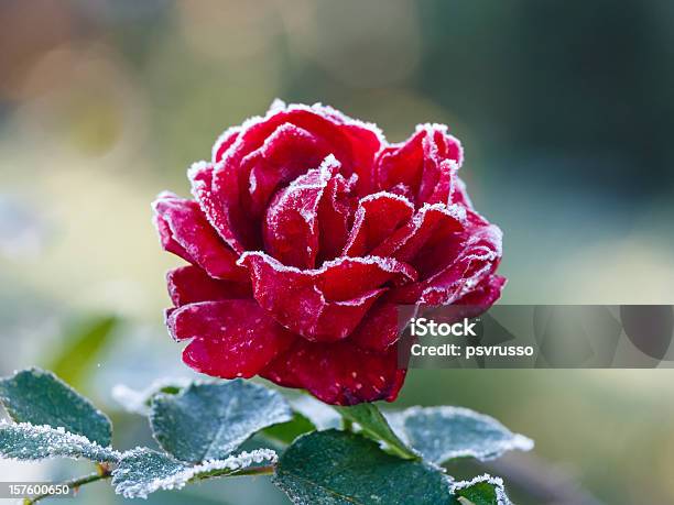 Photo libre de droit de Rose Avec De Hoarfrost banque d'images et plus d'images libres de droit de Glacé - Glacé, Rose - Fleur, Automne