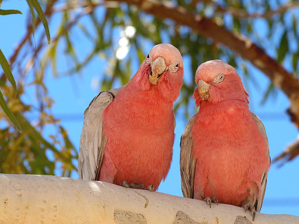 istock Galah, pink cockatoo, Western Australia 157600755