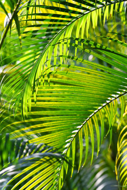 istock Beautiful clumping lipstick palm or Cyrtostachys renda 1576007804